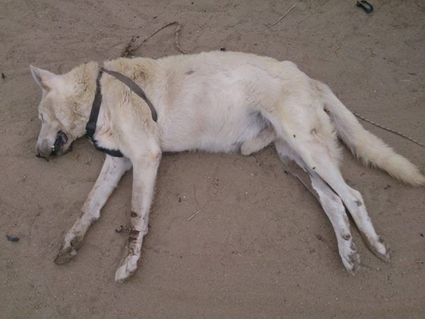 Νάξος: Δηλητηρίασε τον σκύλο που φρόντιζαν εδώ και 10 μήνες